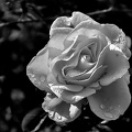 rosa centifolia 2024.10 dt bw (d70S)