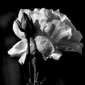 rosa centifolia 2024.11 dt bw (d70S)