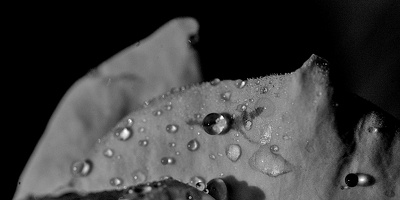 water drops 2024.13 dt bw