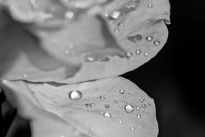 water drops 2024.15 dt bw