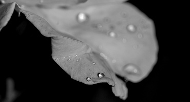 water drops 2024.16 dt bw