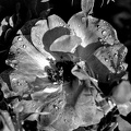 water drops 2024.18 dt bw