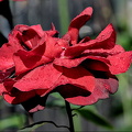 rosa centifolia 2024.13 dt (d700)