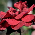 rosa centifolia 2024.16 dt (d700)