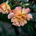 rosa centifolia 2024.19 dt (d700)