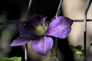 clematis 2024.05 dt