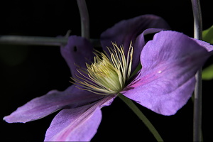 clematis 2024.06 dt