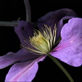 clematis 2024.06 dt