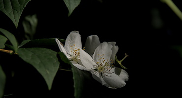 philadelphus  2024.01 dt