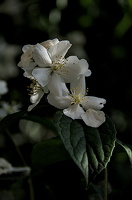 philadelphus  2024.03 dt