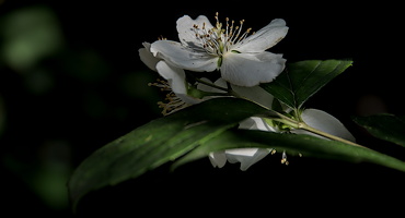 philadelphus  2024.04 dt