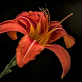 lilium 2022.07 dt