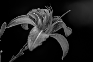 lilium 2022.07 dt bw