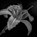 lilium 2022.07 dt bw