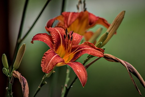 lilium 2022.04 dt