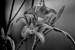 lilium 2022.04 dt bw