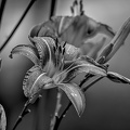 lilium 2022.04 dt bw
