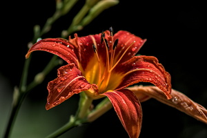 lilium 2022.05 dt