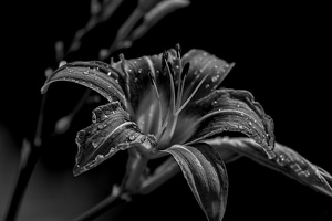 lilium 2022.05 dt bw