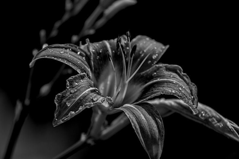 lilium 2022.05_dt_bw.jpg