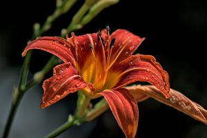 lilium 2022.06 dt