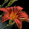 lilium 2022.06 dt