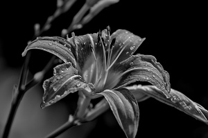 lilium 2022.06 dt bw