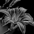 lilium 2022.06 dt bw