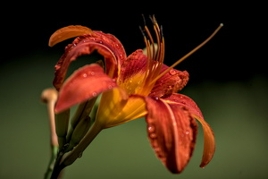 lilium 2022.08 dt