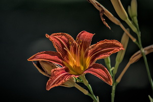 lilium 2022.09 dt