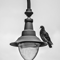 pidgeons 2024.01 dt bw
