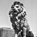 lion bridge 2024.03.13 dt film 16b
