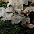 leaves and water drops 2024.01 dt