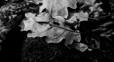 leaves and water drops 2024.01 dt bw