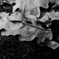 leaves and water drops 2024.01 dt bw