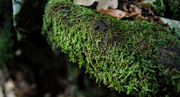 bryophytes 2024.01 dt