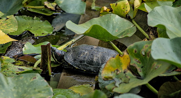 water lilly pond 2024.03 dt