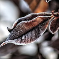 winter smile 2010.01 dt