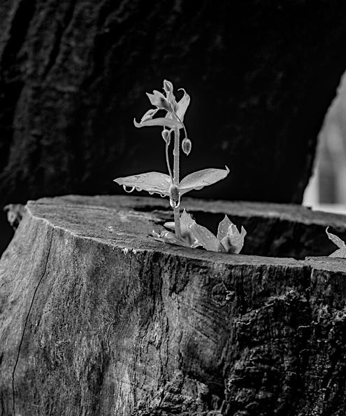 water.drops.2008.038_dt_bw.jpg