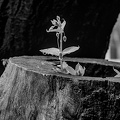 water.drops.2008.038 dt bw
