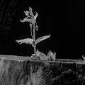 water.drops.2008.037 dt bw