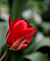 la tulipes 2025.02 dt