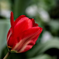 la tulipes 2025.02 dt