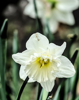 narcissus 2025.02 dt