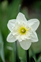narcissus 2025.03 dt