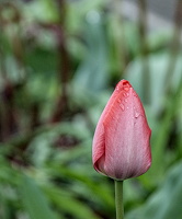la tulipes 2025.03 dt