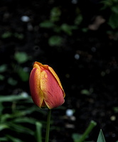 la tulipes 2025.04 dt