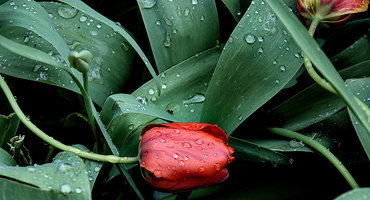 la tulipes 2025.05 dt