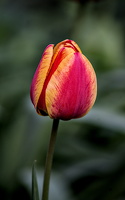 la tulipes 2025.06 dt