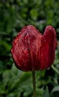 la tulipes 2025.17 dt